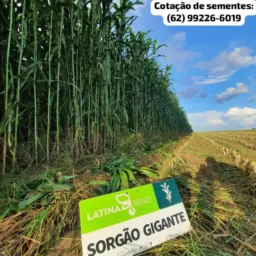 🌾Sorgo Gigante p/ Silagem