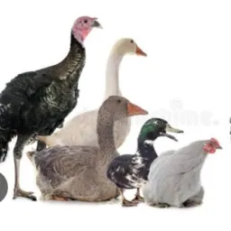 Vendas de aves 🦚🐔🦃🪿