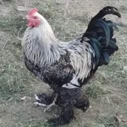 Grupo só de aves de Bagé( colocar valores das suas aves )