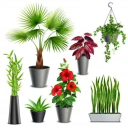 Venda e troca de plantas🌿
