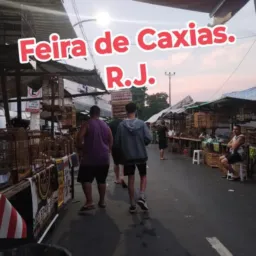 Feira de Caxias 02 🦎🦜