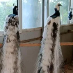 Venda de animais e outras coisas