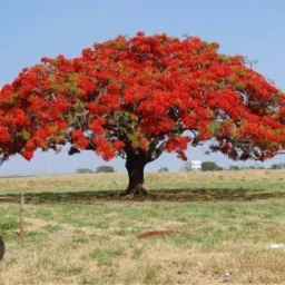 Comércio flamboyant