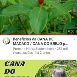 Medicinas Naturais