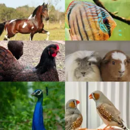 ANIMAIS VENDA E ROLO CAMPOS DOS GOYTACAZES