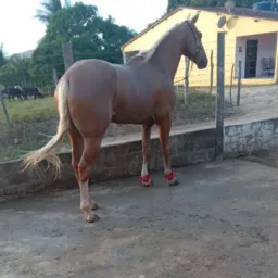 Troca e venda de animas 🐎