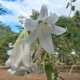 Quintal das plantas 🌺🪴🌵