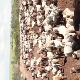 Gado De corte DoTocantins