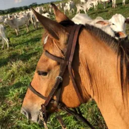 Grupo rural vendas e trocas área 14