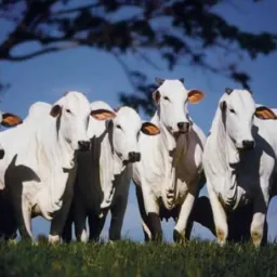 VENDA E NEGOCIOS DE GADO