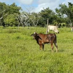 Grupo dos amigos