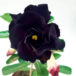 RDs, PLANTAS E CUIDADOS!!!