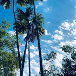 GRUPO DE VENDAS, DESAPEGOS, NOTÍCIAS E FOFOCAS CAMPOS LINDOS TO🙂‍↕🙂‍↔📲
