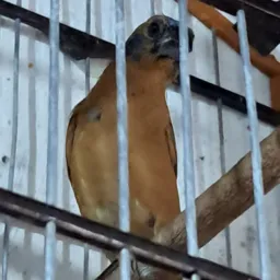 🍀RIFA DE UM AZULAO VERMELHO CARA AZUL DIFERENCIADO, BOM NO MATO, AZULAO DE LUXO🍀