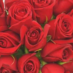 16 CIDADE DAS ROSAS SGA