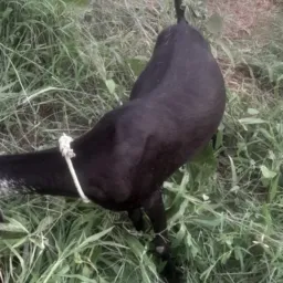 RIFA DE UMA CABRA 🐐