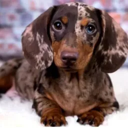 🐾🐶Daschund Todas Regiões 🐾🐶