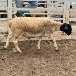 RIFA DE UM BORREGO DORPER🐑🔥