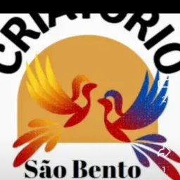 Rifas de canarios belgas do criatorio são bento