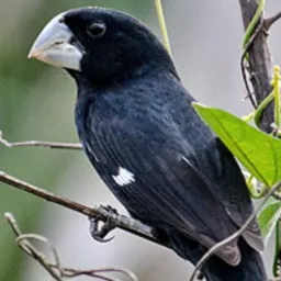TDS os tipos de 🐦 só d sp