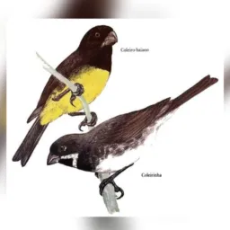 Coleiros Espírito Santo