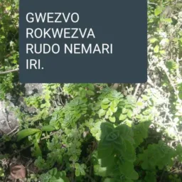 Chiremba Prophet