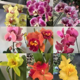 Floricultura Cestas e Presentes- Agua Azul