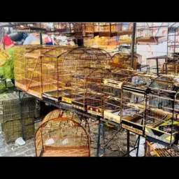 🦜 Feira D Caxias Aves /Gaiolas Rolos 🤛