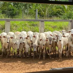 COMPRA & VENDA de GADO (OPO/RO)e região