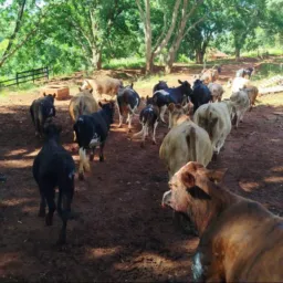 Grupos dos amigos, venda de animais o rifas etc🐑🐎🐂🐄