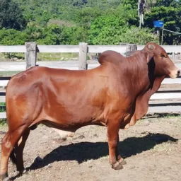 Sindi da Fazenda Cumbuca!