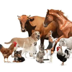 Vendas de animais,doações etc...sobre animais..Grupo de Uberaba 🐰🐶🐭🐷🐮🐇🦮🐕🐣🐔🐓🦜🐦🔥🦆🦚🐢🐴