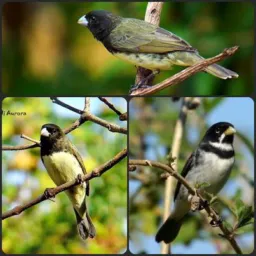 ༒⚔☬꧁Rolo e troca de aves (Objetos)Ipojuca e Região༒⚔☬꧁