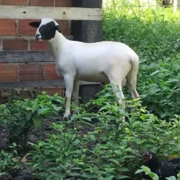 JP RIFA DE UM BURREGO🐑