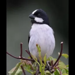 RIRA DE UM BIGODE EXTRA TESTADO DE MORADA
