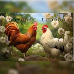 Somente trocas de galinha e entre outros 🐔🐦🐣🐥🦅