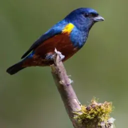 🇸🇲Bacaxa e Saqua Rolo Bom 🦅🇸🇲