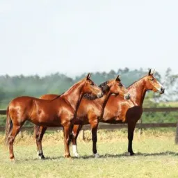 A.C.D.M.MEU VÍCIO  MANGALARGA M🐎