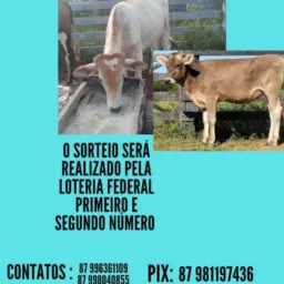 RIFA ENTRE AMIGOS