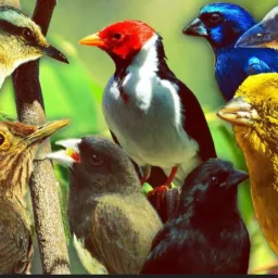 🦅 grupo de trocar e🦅vendas de aves e gaiola em geral