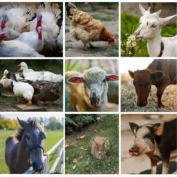FEIRA DE ANIMAIS DO MACIÇO DE BATURITÉ