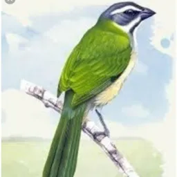 ROLO DOS TOPS 🦅🦅🕊️