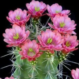 GRUPO DE PLANTA LINDA🌾🌺🌹