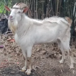 Somente Brick de cabras e ovelhas