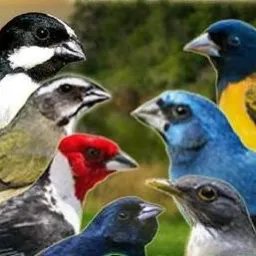 Reunir os criadores de Pernambuco.