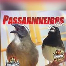 PASSARINHEIROS DDD 311️⃣