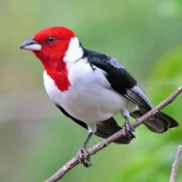 VENDA E TROCAR SO DE PÁSSAROS 🦜