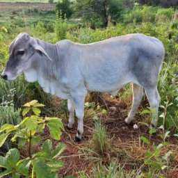 RIFA VALENDO UM BELO BEZERRO 🐂