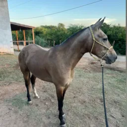 RIFA POTRA S/REGISTRO DE PICADO