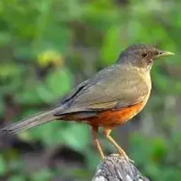 Catiras de aves Anápolis!!!